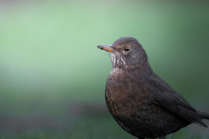 IMG_2221-DeNoiseAI-clear-420x280