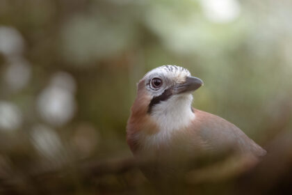 IMG_6273-DeNoiseAI-low-light-420x280