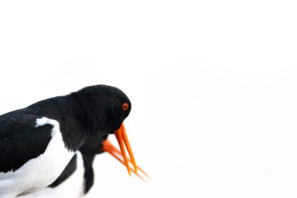 IMG_8478-DeNoiseAI-clear-420x280